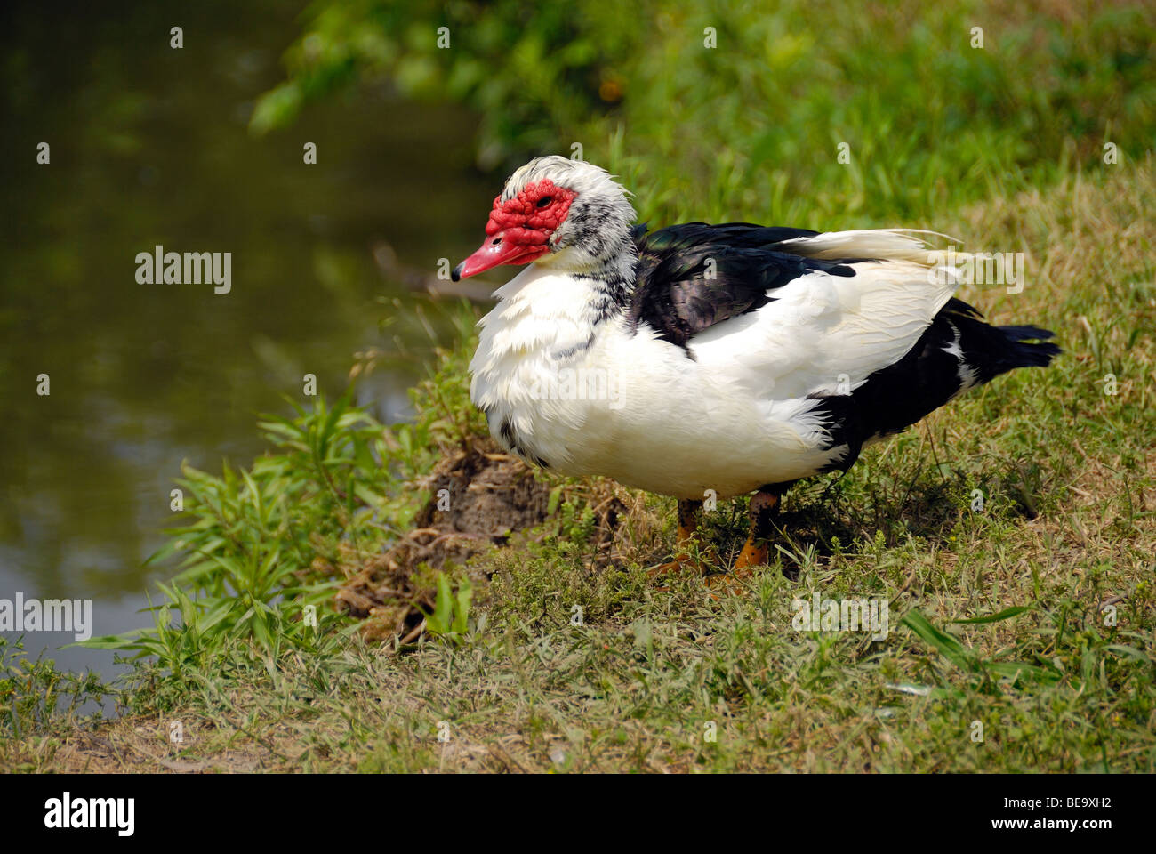 Femmina di anatra muta nei pressi di una palude di Plano, in Texas, Stati Uniti d'America Foto Stock