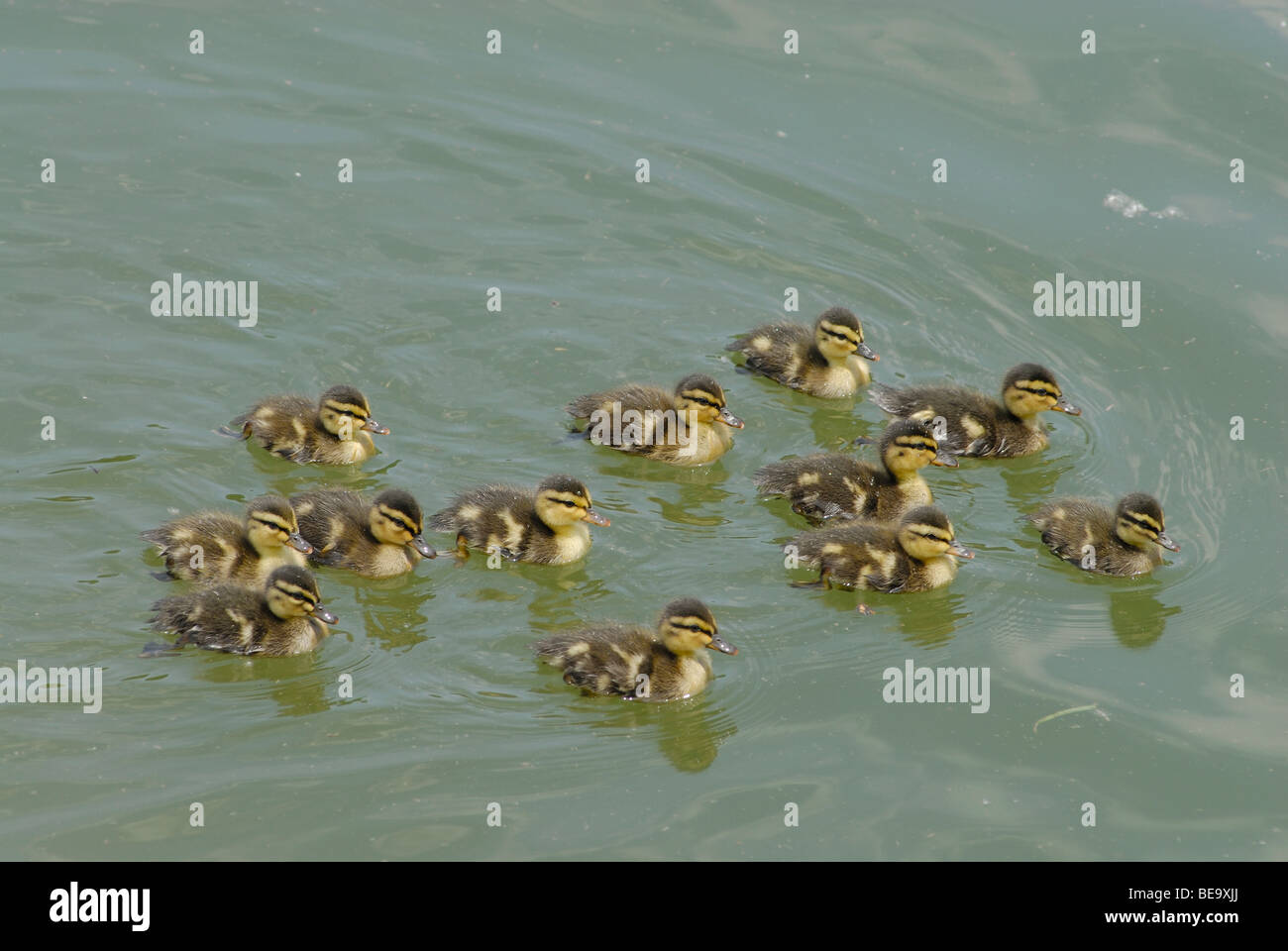 Mallard anatroccoli in una palude di Plano, in Texas, Stati Uniti d'America Foto Stock