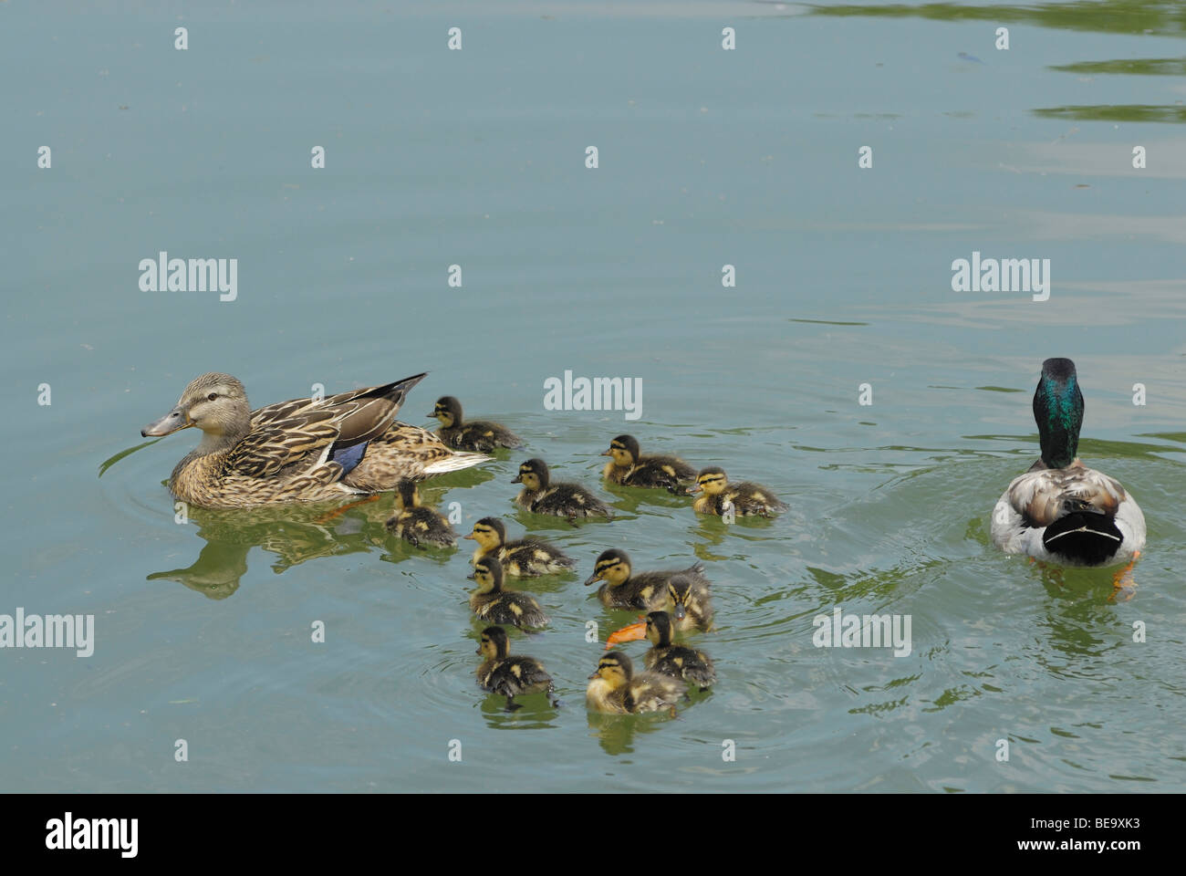 Le anatre domestiche con le ochette in una palude di Plano, in Texas, Stati Uniti d'America Foto Stock