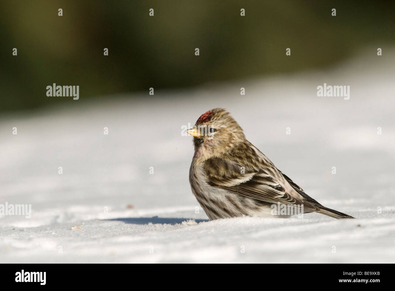 Een Grote Barmsijs zittend in de sneeuw,un farinoso Redpoll seduta nella neve. Foto Stock