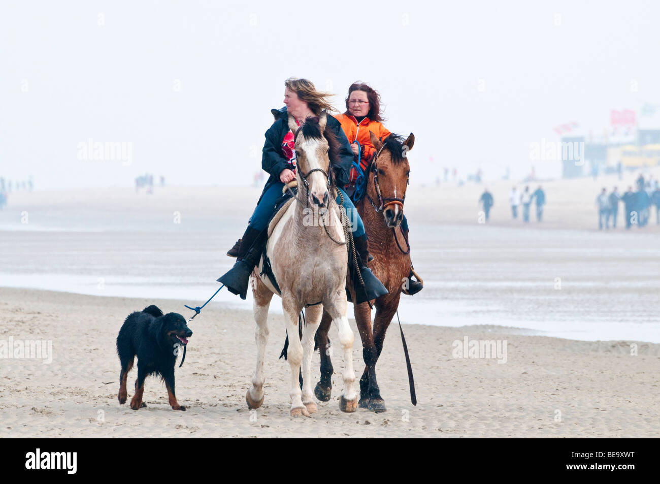 Due donne seguita da un cane di cavalcare i loro cavalli sulla spiaggia del Mare del Nord olandese della città di vacanza di Renesse. Foto Stock
