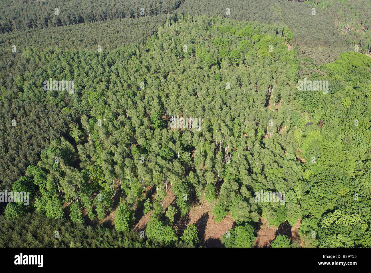Gemengd bos vanuit de lucht, Belgi foresta mista dall'aria, Belgio Foto Stock
