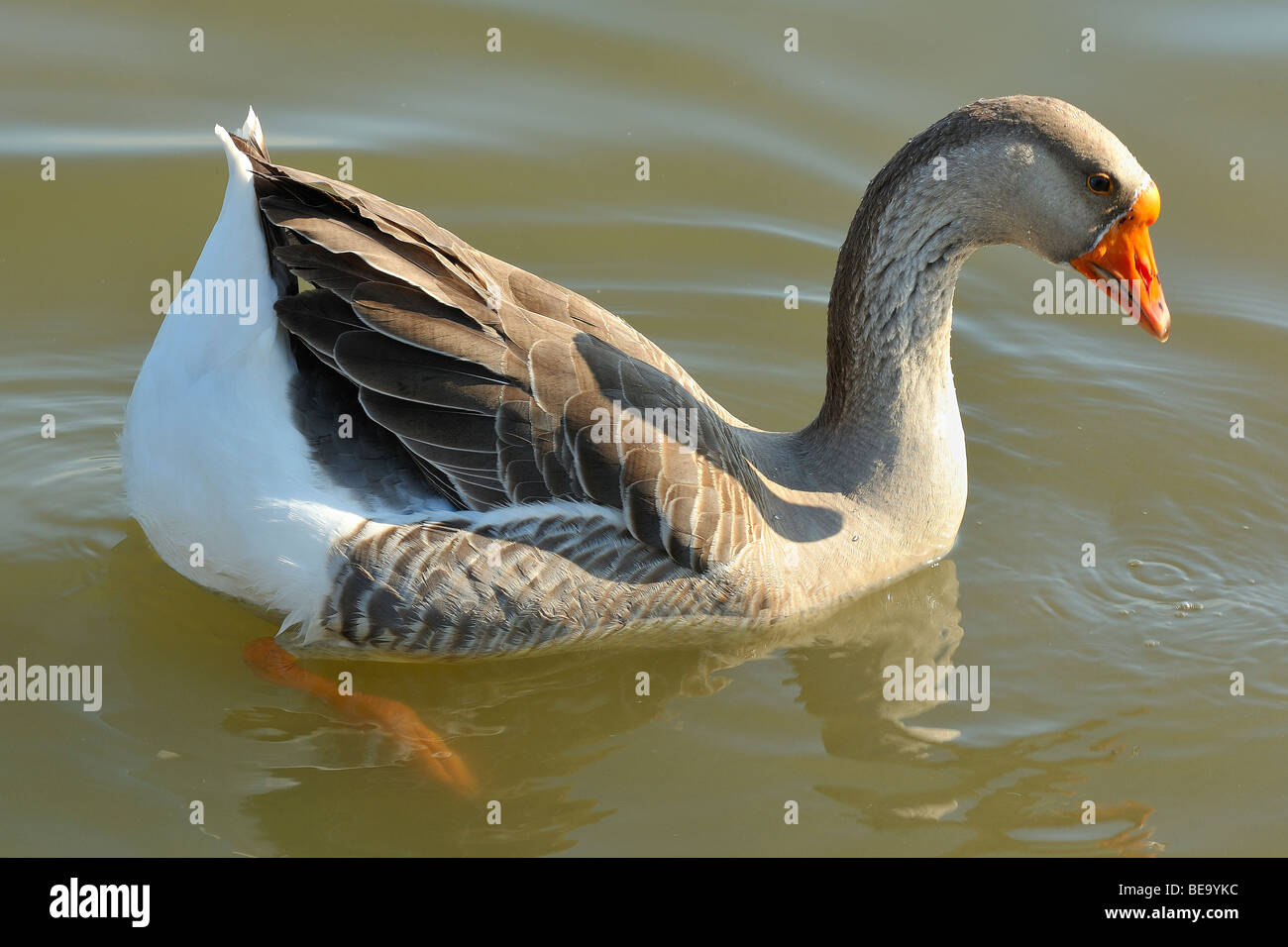 Bean Goose bird a White Rock Lake, Dallas, Texas Foto Stock