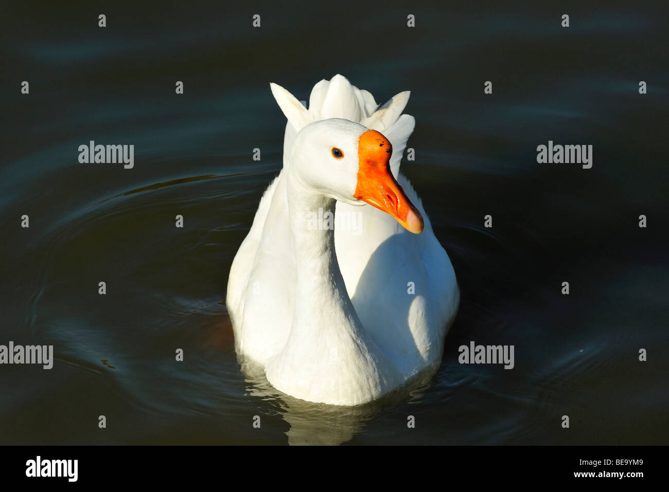 Oca Bianca bird a White Rock Lake, Dallas, Texas Foto Stock