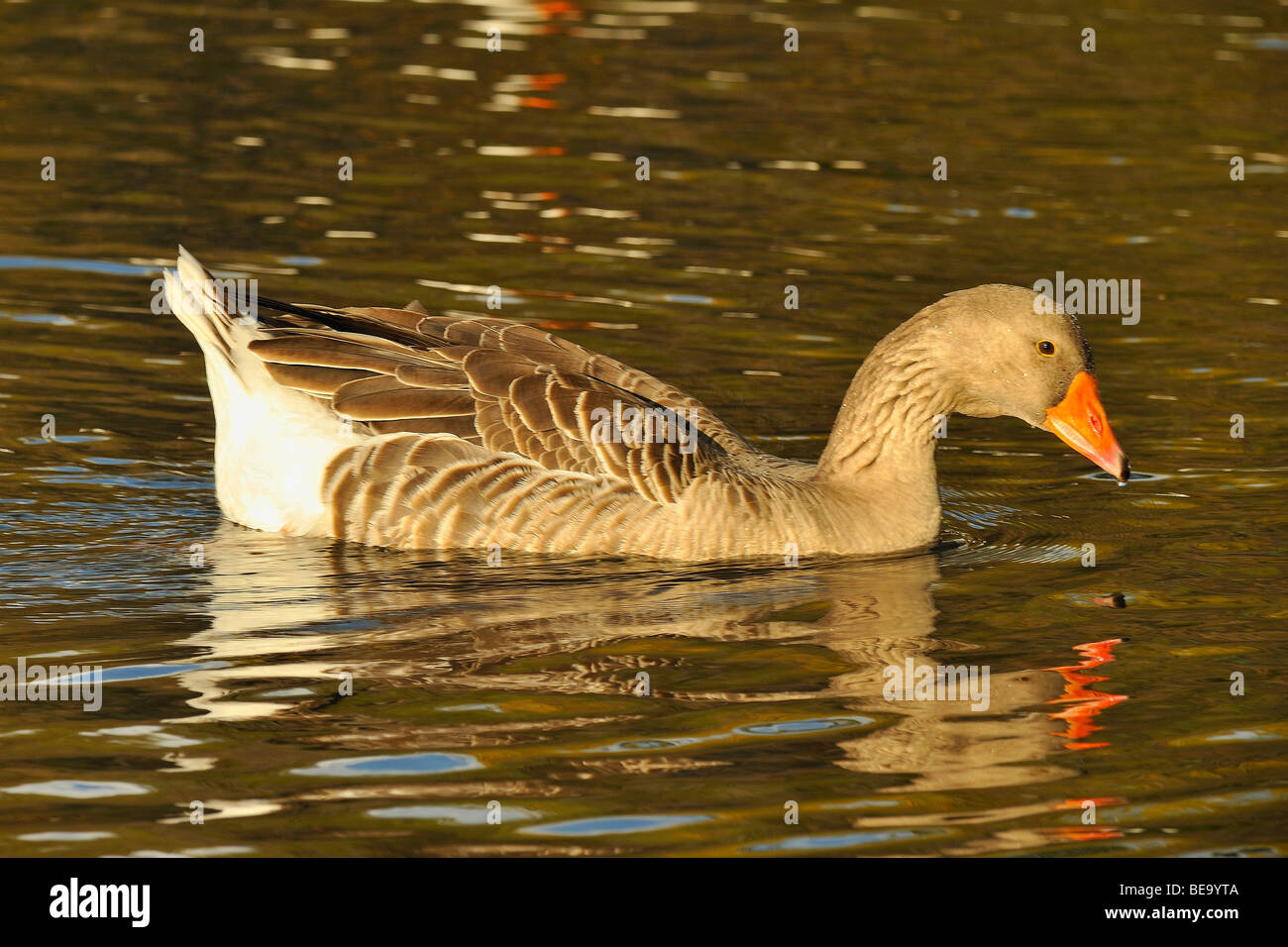 Bean Goose bird a White Rock Lake, Dallas, Texas Foto Stock