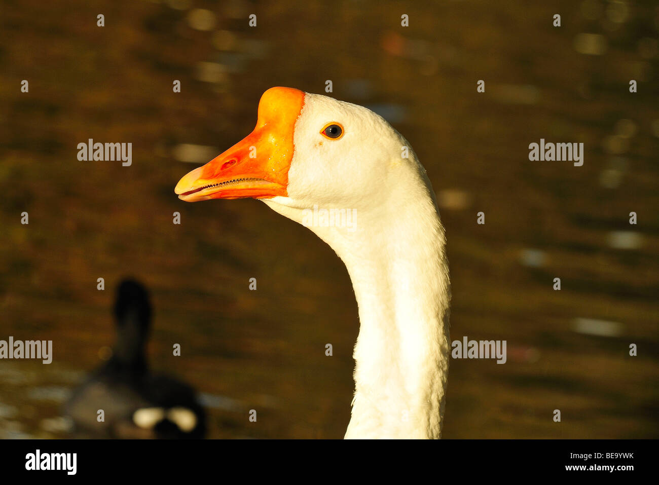 Oca Bianca bird a White Rock Lake, Dallas, Texas Foto Stock