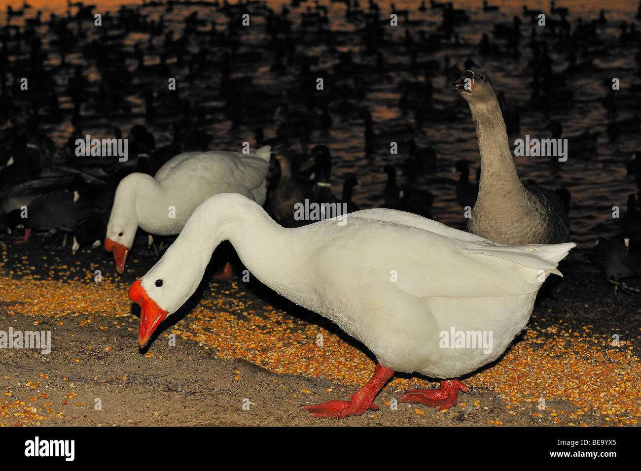Oca Bianca bird a White Rock Lake, Dallas, Texas Foto Stock