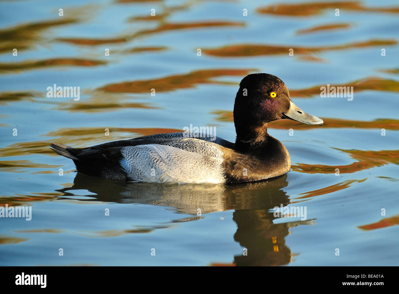 Maggiore scaup bird a White Rock Lake, Dallas, Texas Foto Stock