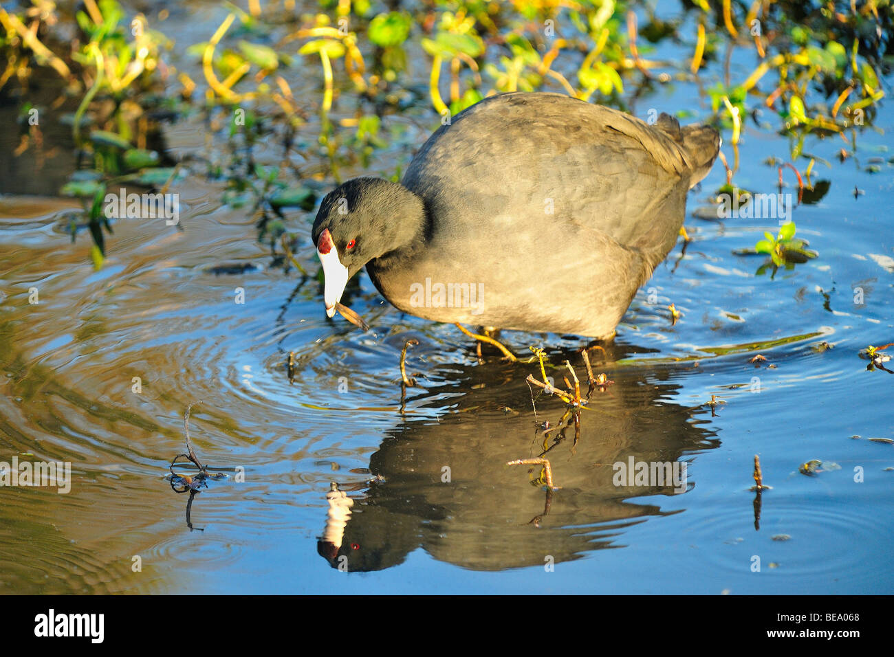 American coot bird a White Rock Lake, Dallas, Texas Foto Stock