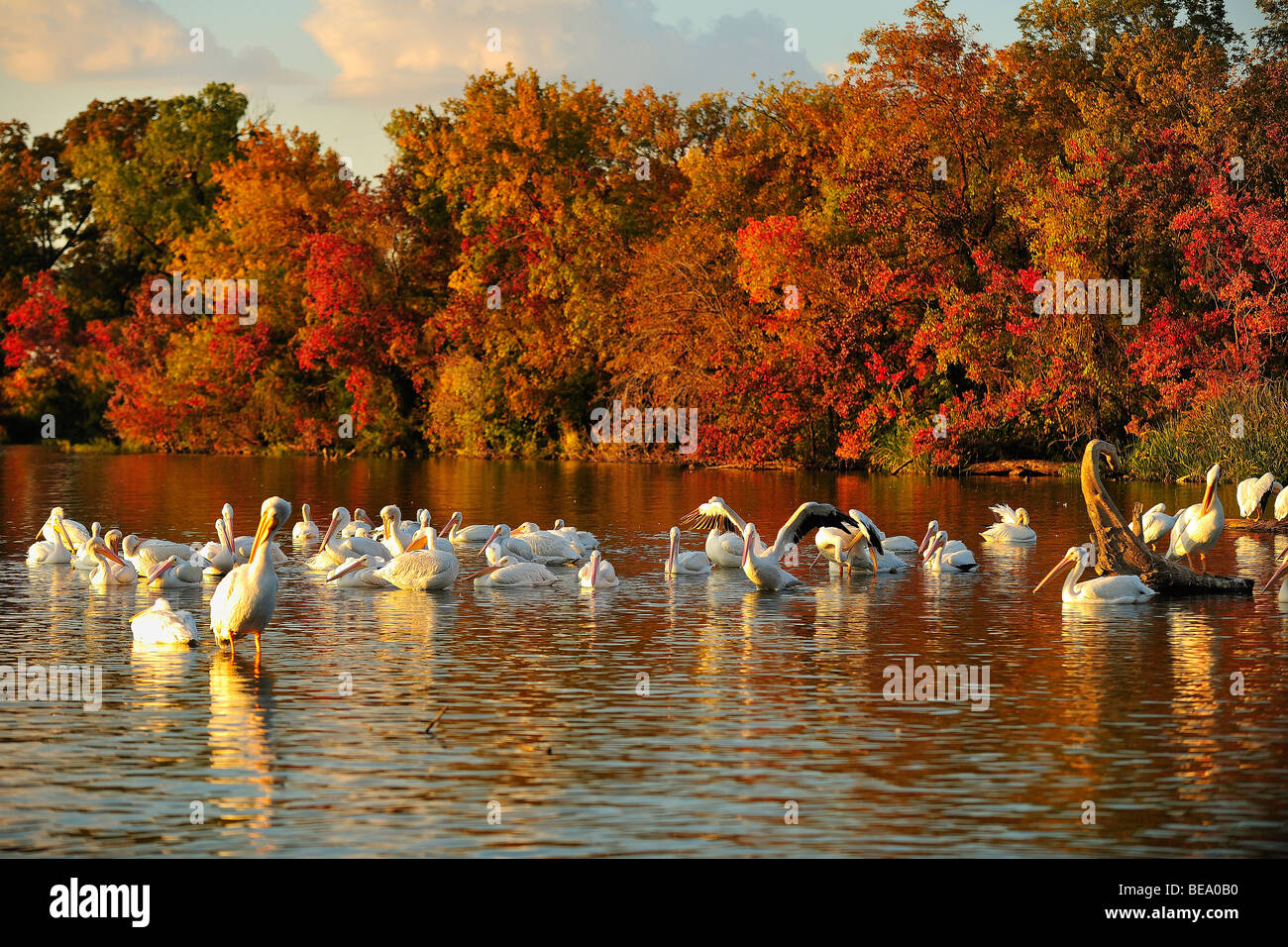 Americano bianco pelican uccelli a White Rock Lake, Dallas, Texas Foto Stock