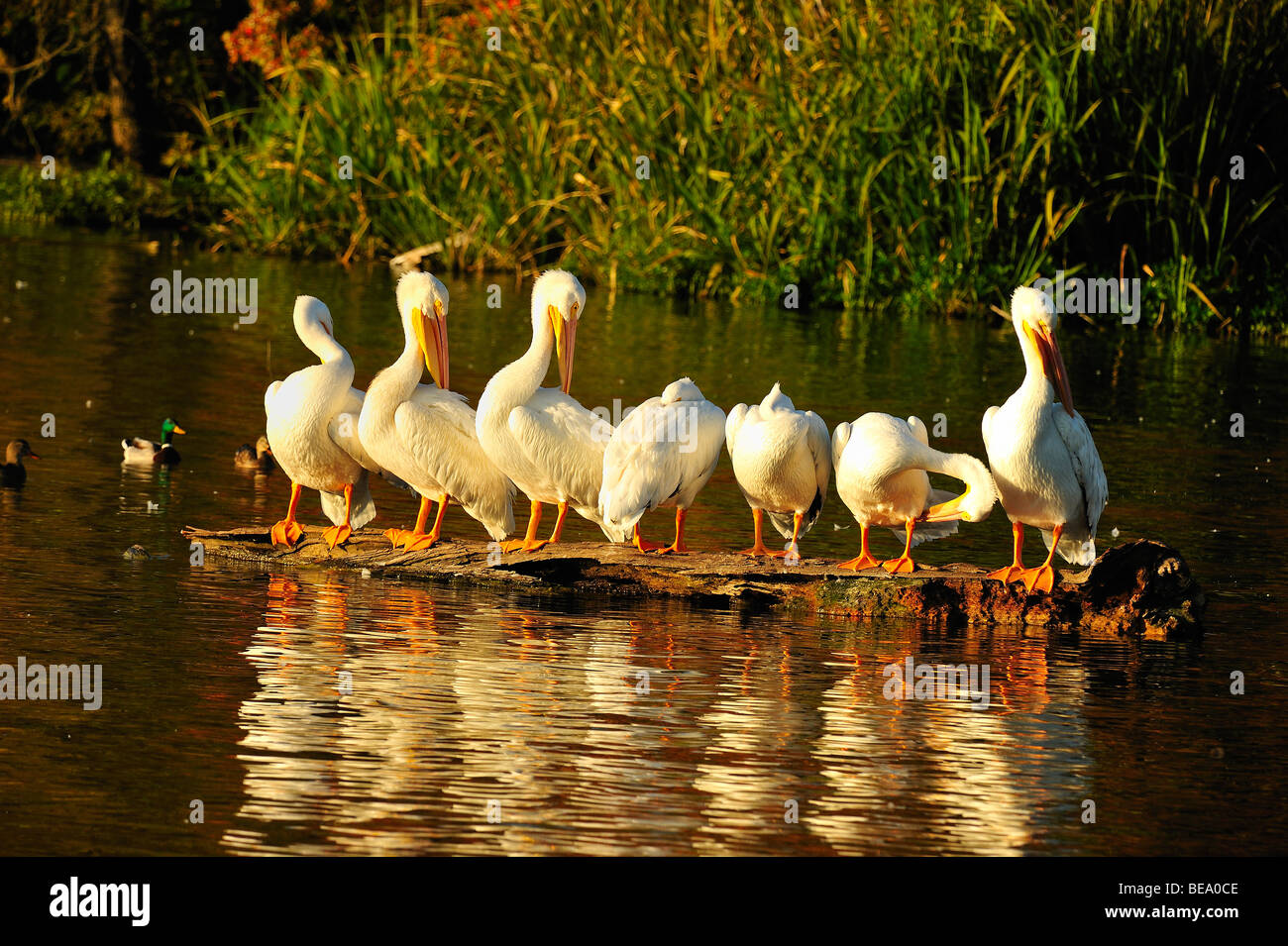 Americano bianco pelican uccelli a White Rock Lake, Dallas, Texas Foto Stock