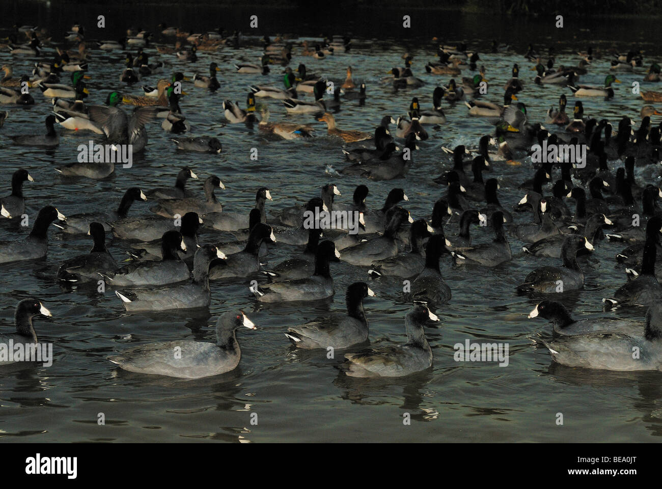 American folaga uccelli a White Rock Lake, Dallas, Texas Foto Stock