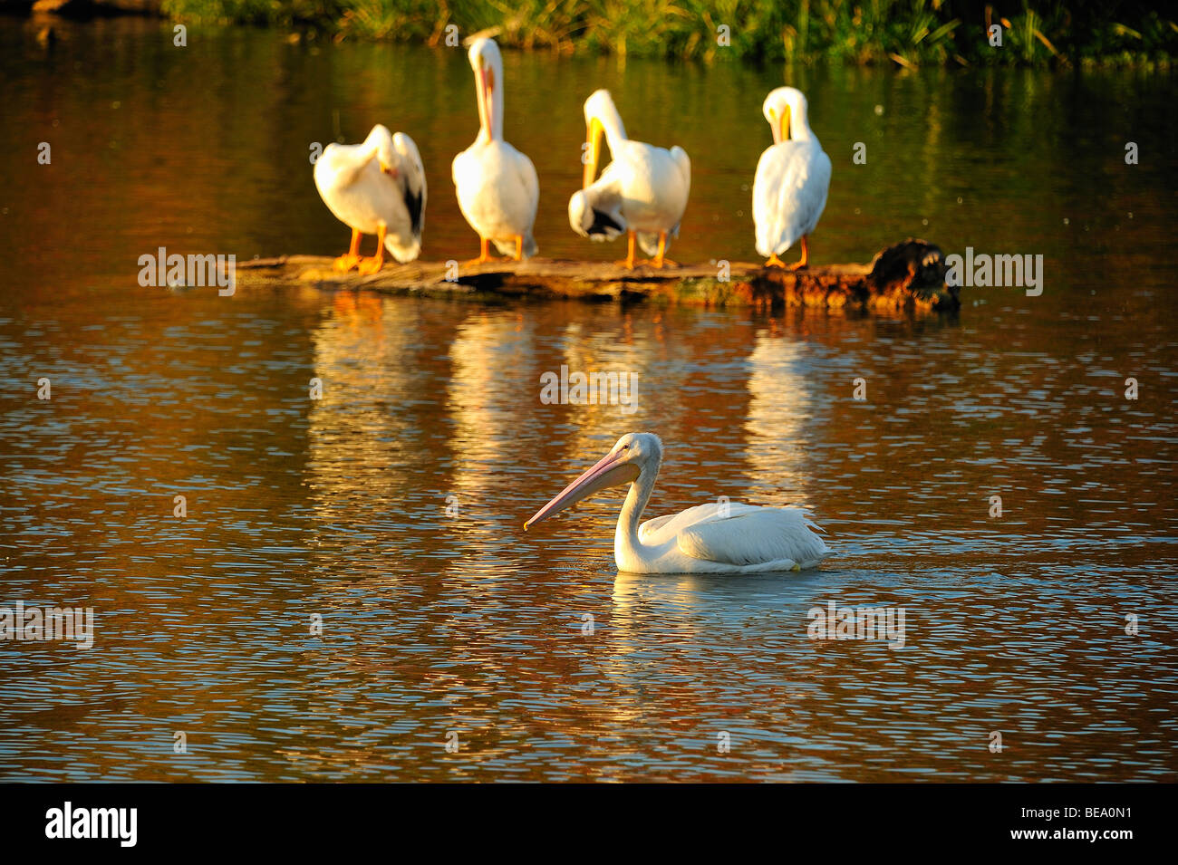 Americano bianco pelican uccelli a White Rock Lake, Dallas, Texas Foto Stock