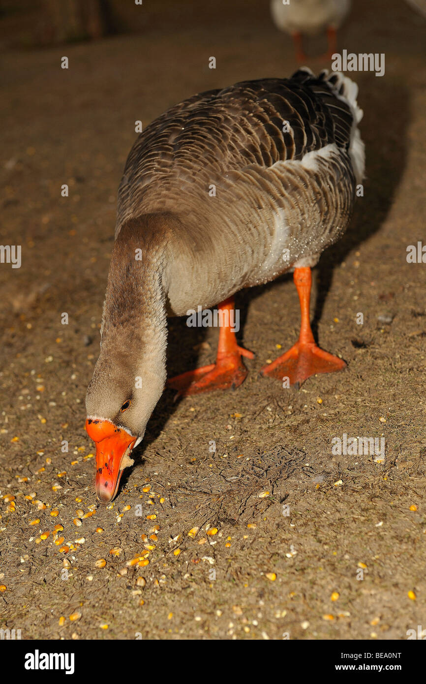 Maggiore bianco-fronteggiata goose bird a White Rock Lake, Dallas Foto Stock