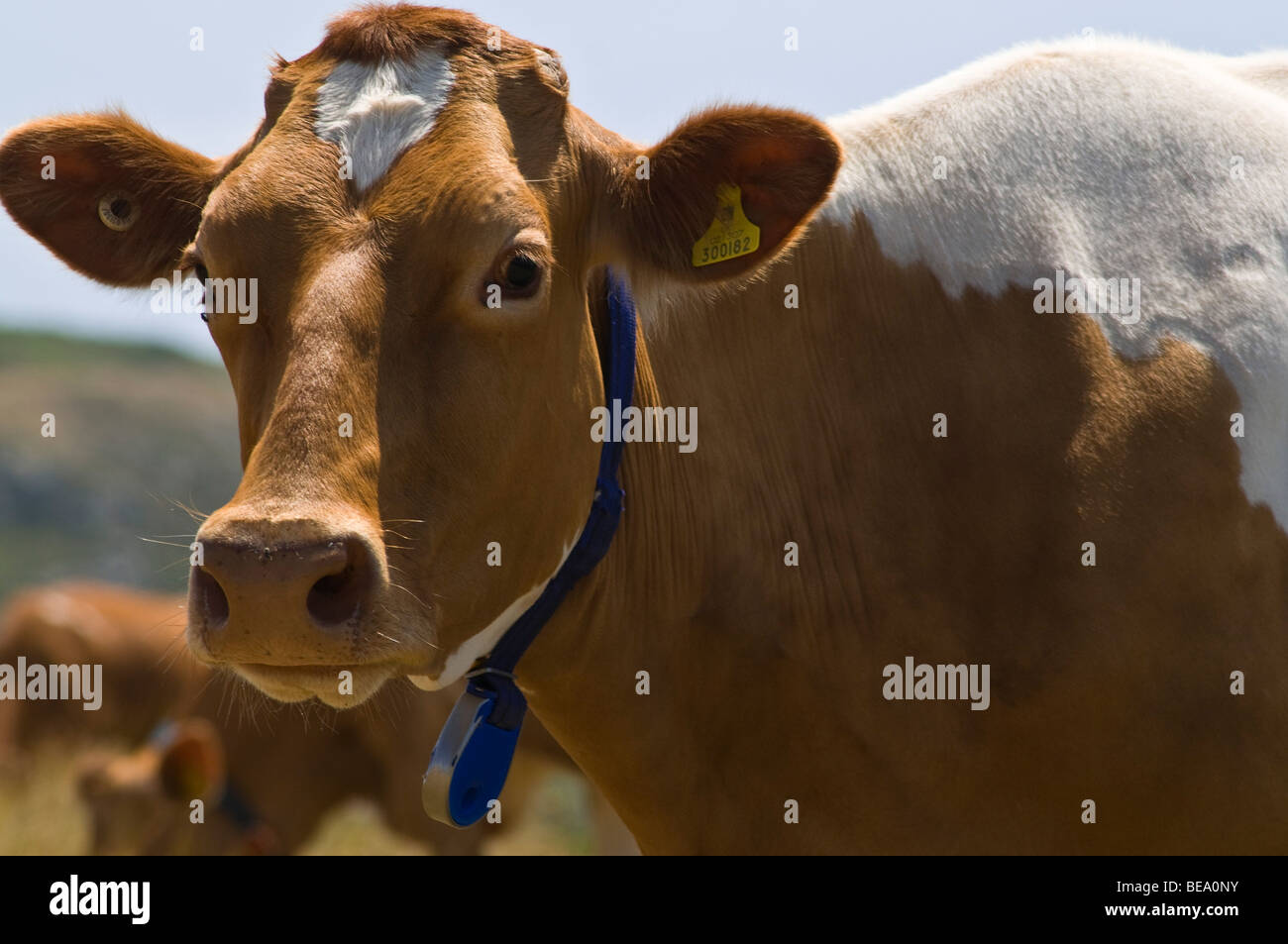 Dh Guernsey animale mucca GUERNSEY marrone e bianco Guernsey cow testa e la spalla da vicino le vacche da latte closeup Foto Stock