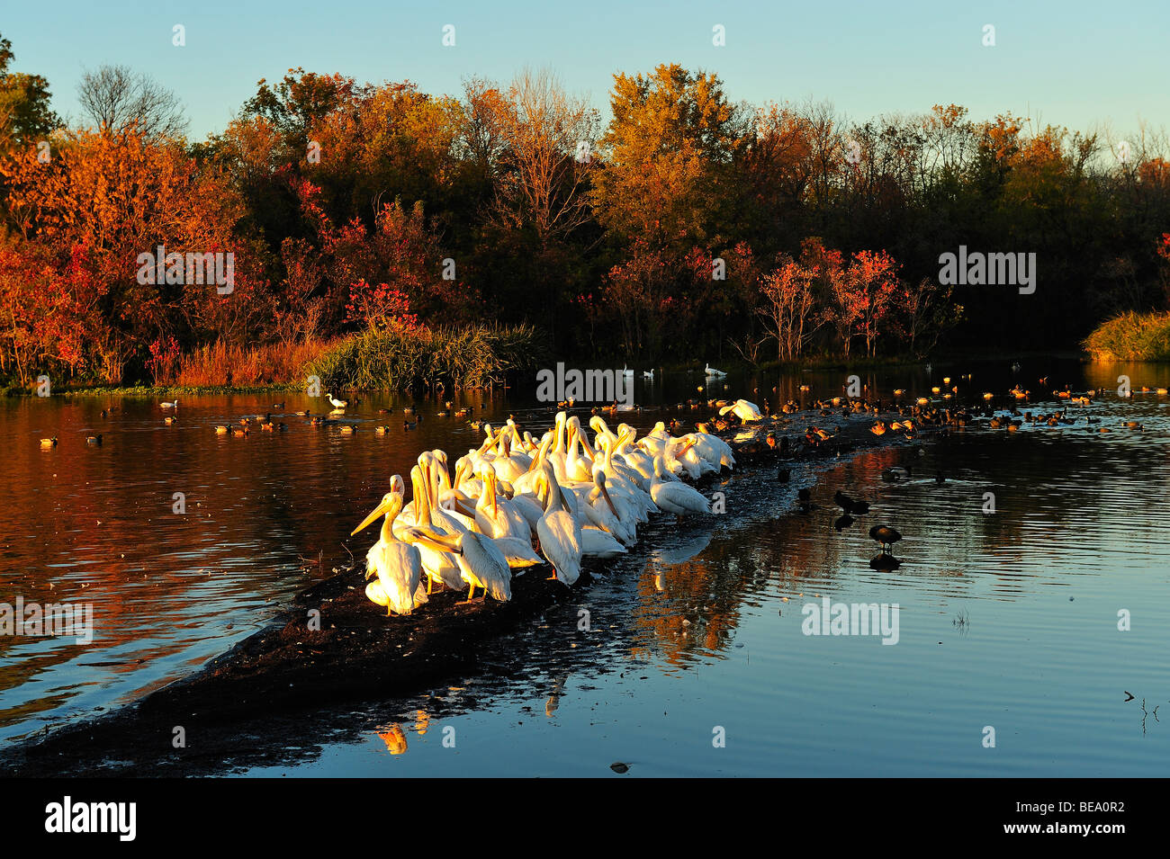 Americano bianco pelican uccelli a White Rock Lake, Dallas, Texas Foto Stock