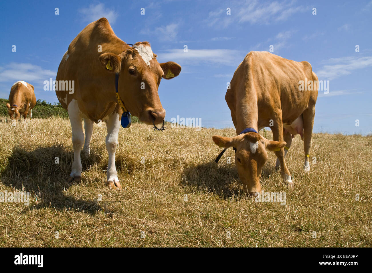 dh Guernsey mucca ANIMALE GUERNSEY coppia di mucche in stoppia campo due caseificio mungendo bestiame bovino uk Foto Stock