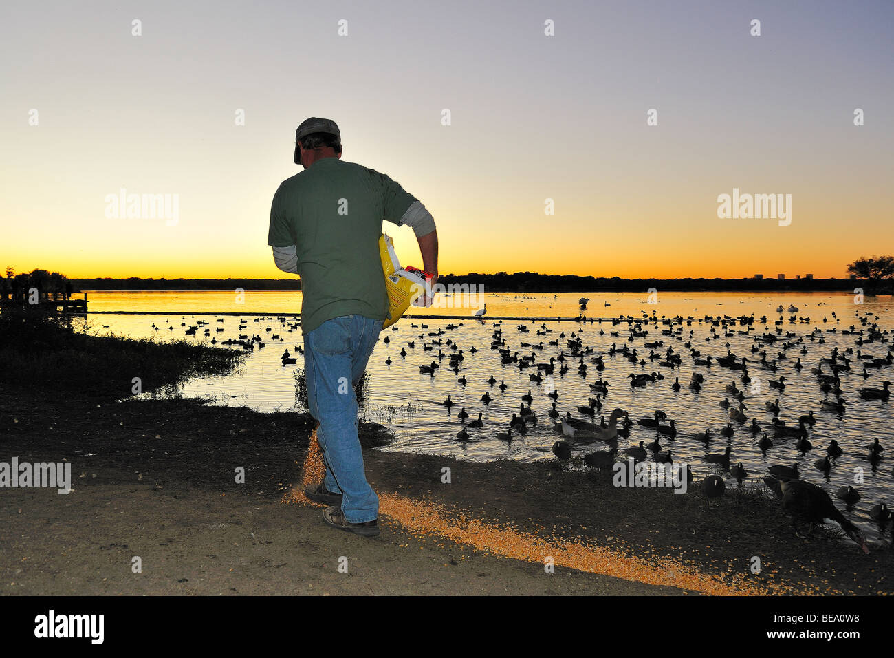 L'uomo diffondere semi di mais a White Rock Lake vicino a Dallas, Texas Foto Stock