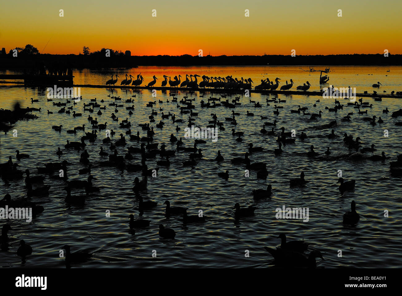 American folaga uccelli a White Rock Lake, Dallas, Texas Foto Stock