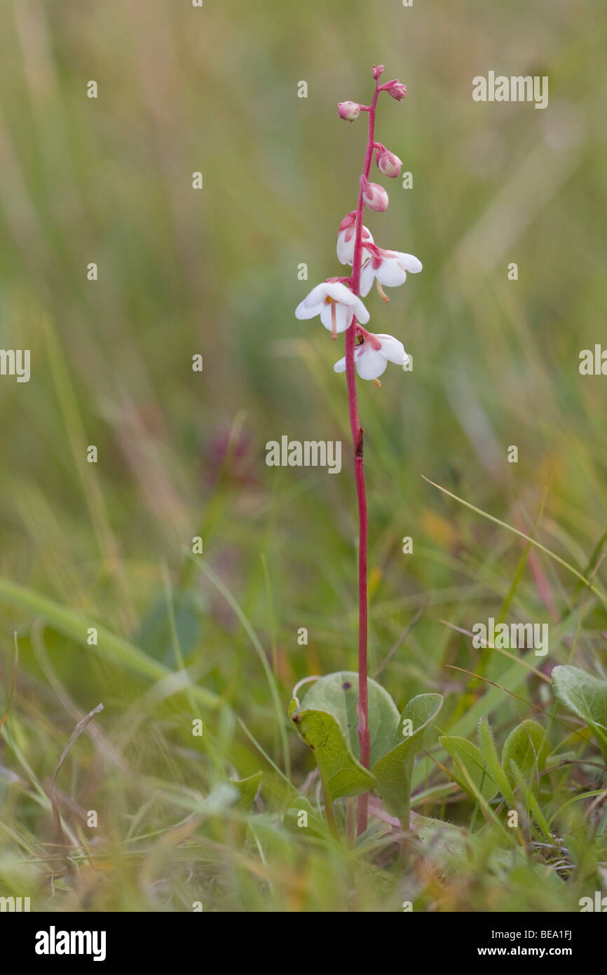 Rondbladig wintergroen; Round-lasciava Wintergreen; Pyrola rotundifolia Foto Stock