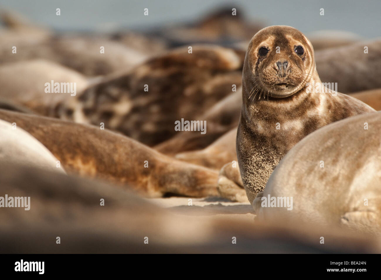 Gruppo di foche grigie di giocare e per prendere il sole sul banco di sabbia in Waddensea Foto Stock