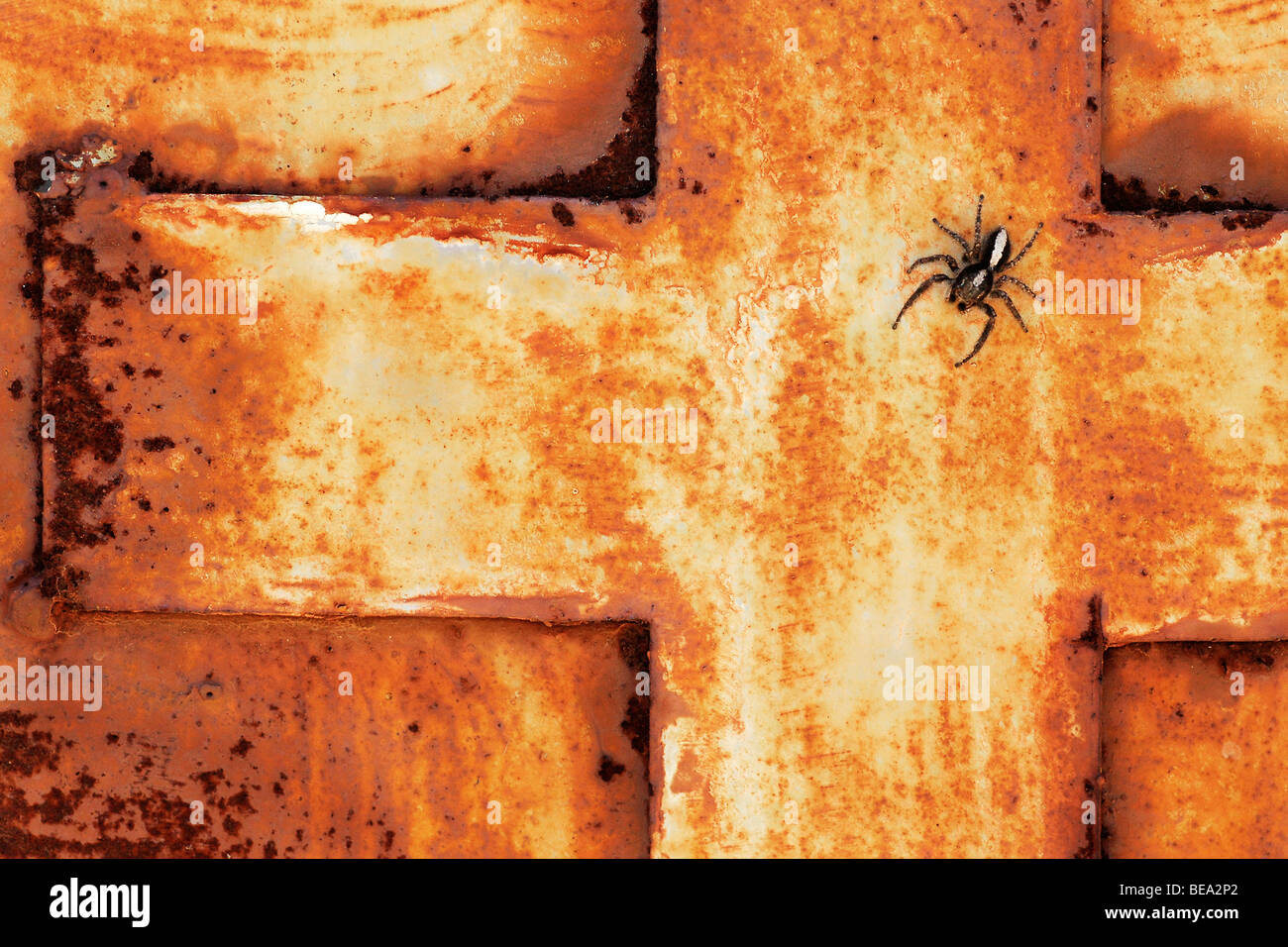 Little spider su rusty brown croce su Samos Foto Stock