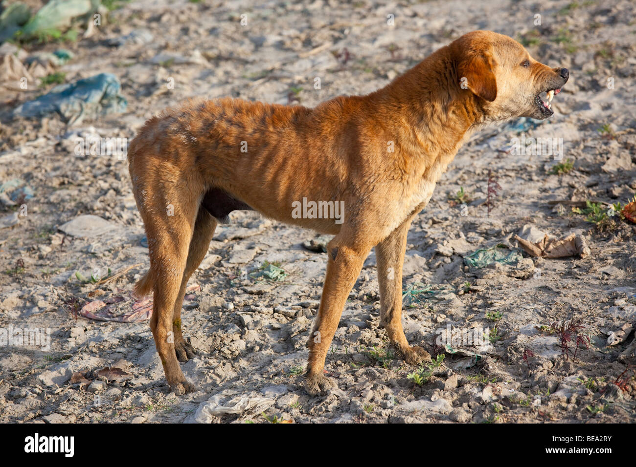 Arrabbiato cane sulle rive del Fiume Gange a Varanasi India Foto Stock