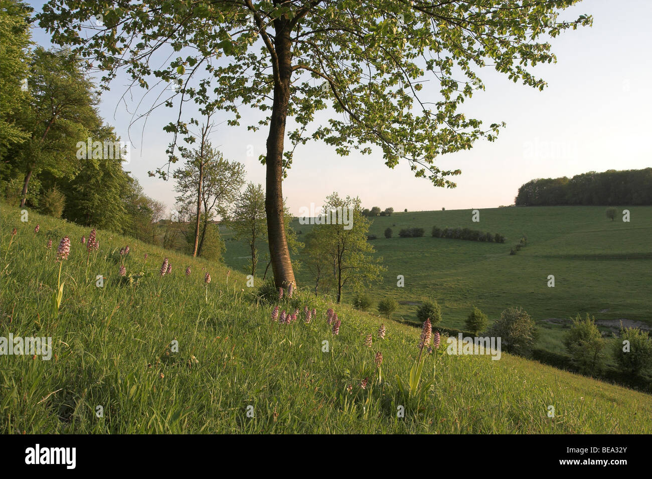 Purperorchissen en soldaatjes in het Gerendal; Lady orchidee e orchidee militare nella valle di Gerendal Foto Stock