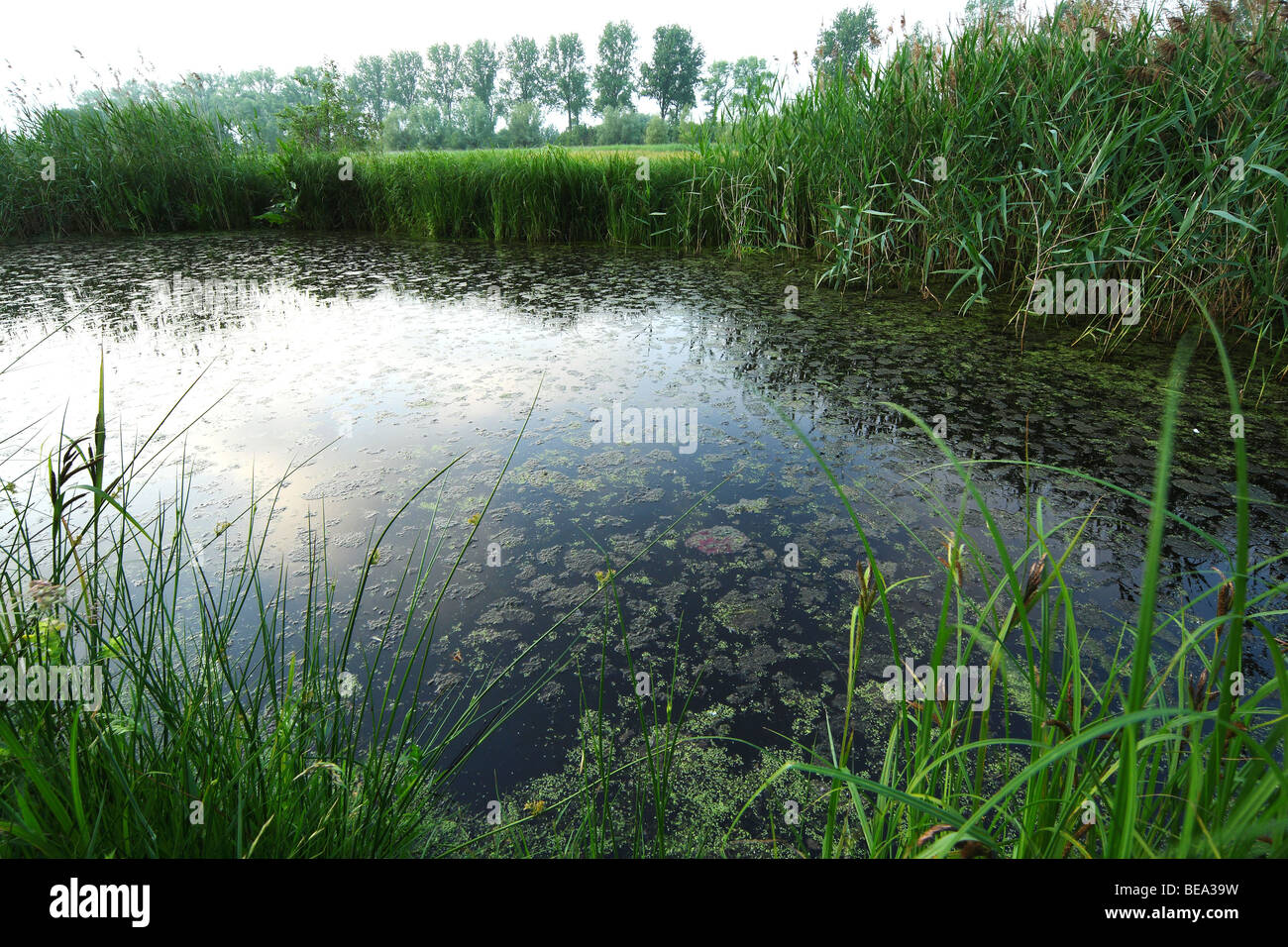 Poel, natuurreservaat, vallei van de Zuidleie, piscina Belgi, riserva naturale Valle del Zuidleie, Belgio Foto Stock