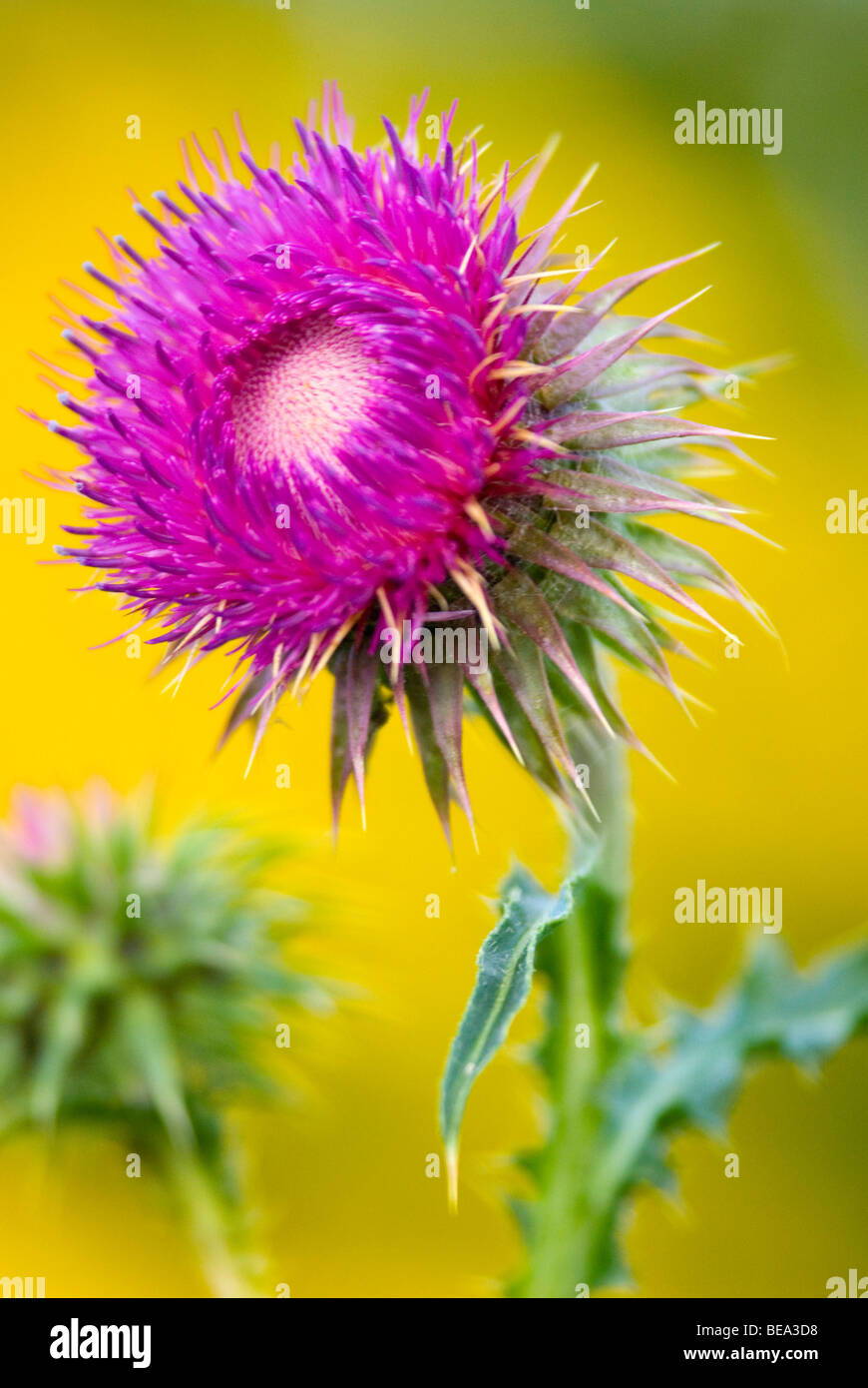 Knikkende distel; musk thistle Foto Stock