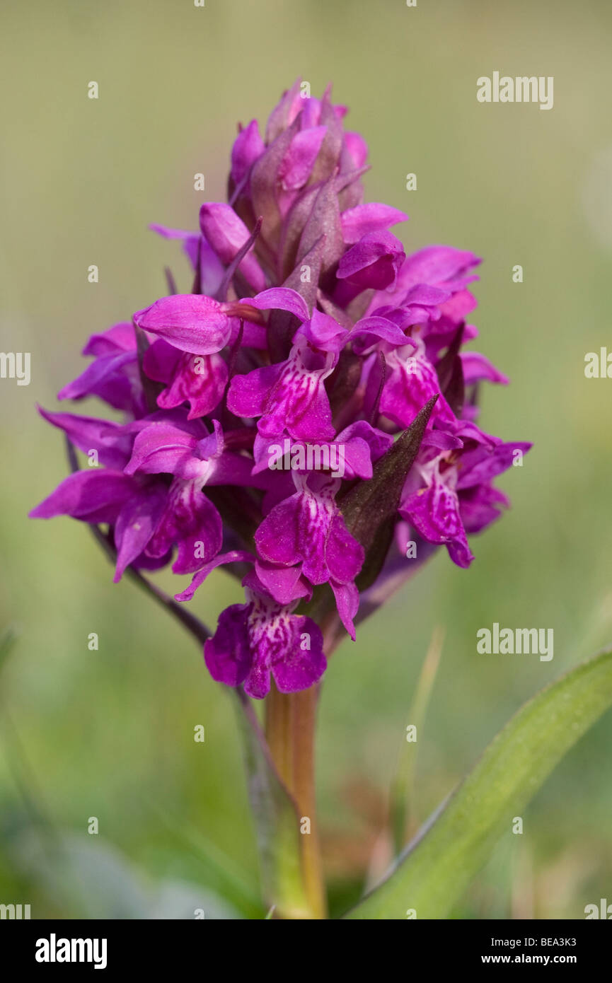 Brede orchis; di latifoglie orchidea palustre Foto Stock