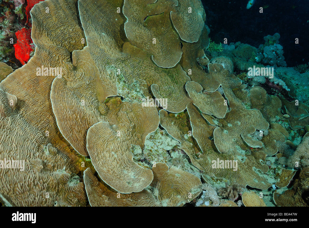 Vista panoramica su un disco di colonie di coralli in Mar Rosso, Egitto Foto Stock