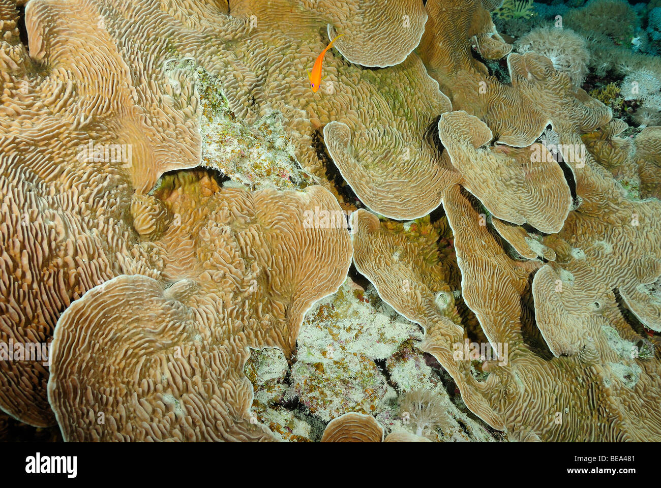 Vista panoramica su un disco di colonie di coralli in Mar Rosso, Egitto Foto Stock