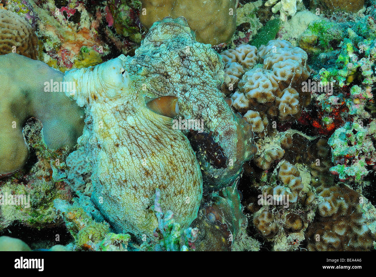Common reef octopus in Mar Rosso, Egitto Foto Stock