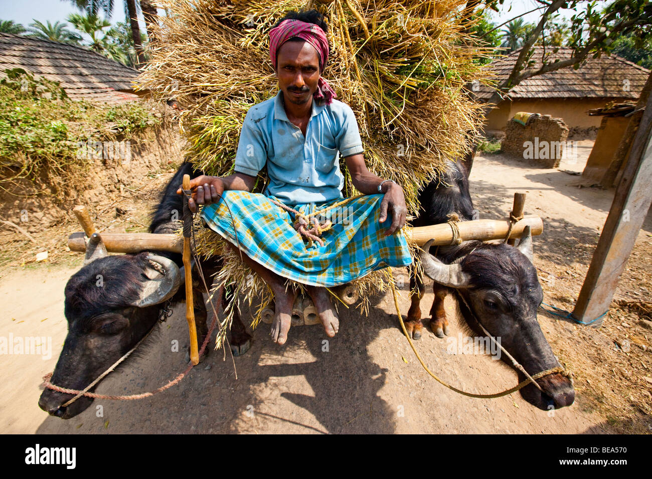 L'agricoltore indiano riding ox carrello pieno di grano in Pandua nelle zone rurali di Stato del Bengala India Foto Stock