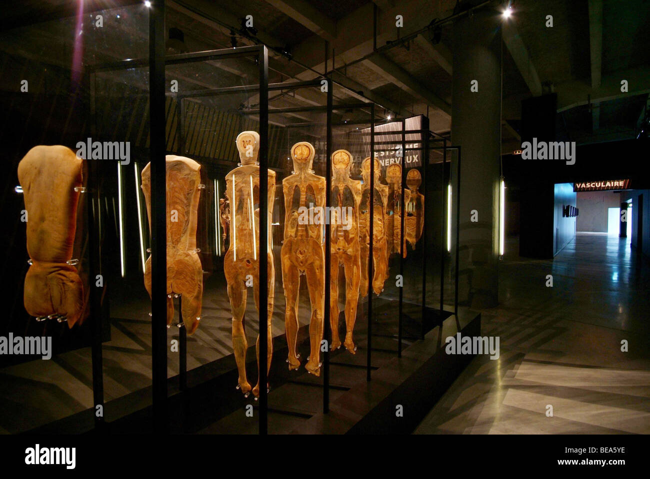 Lione (69): mostra 'il nostro corpo / à Corps Ouvert" (2008-05-27) Foto Stock