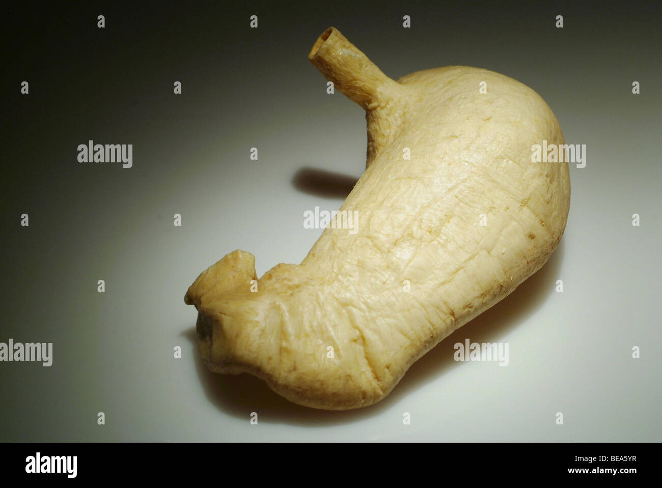 Lione (69): mostra 'il nostro corpo / à Corps Ouvert" (2008-05-27) Foto Stock