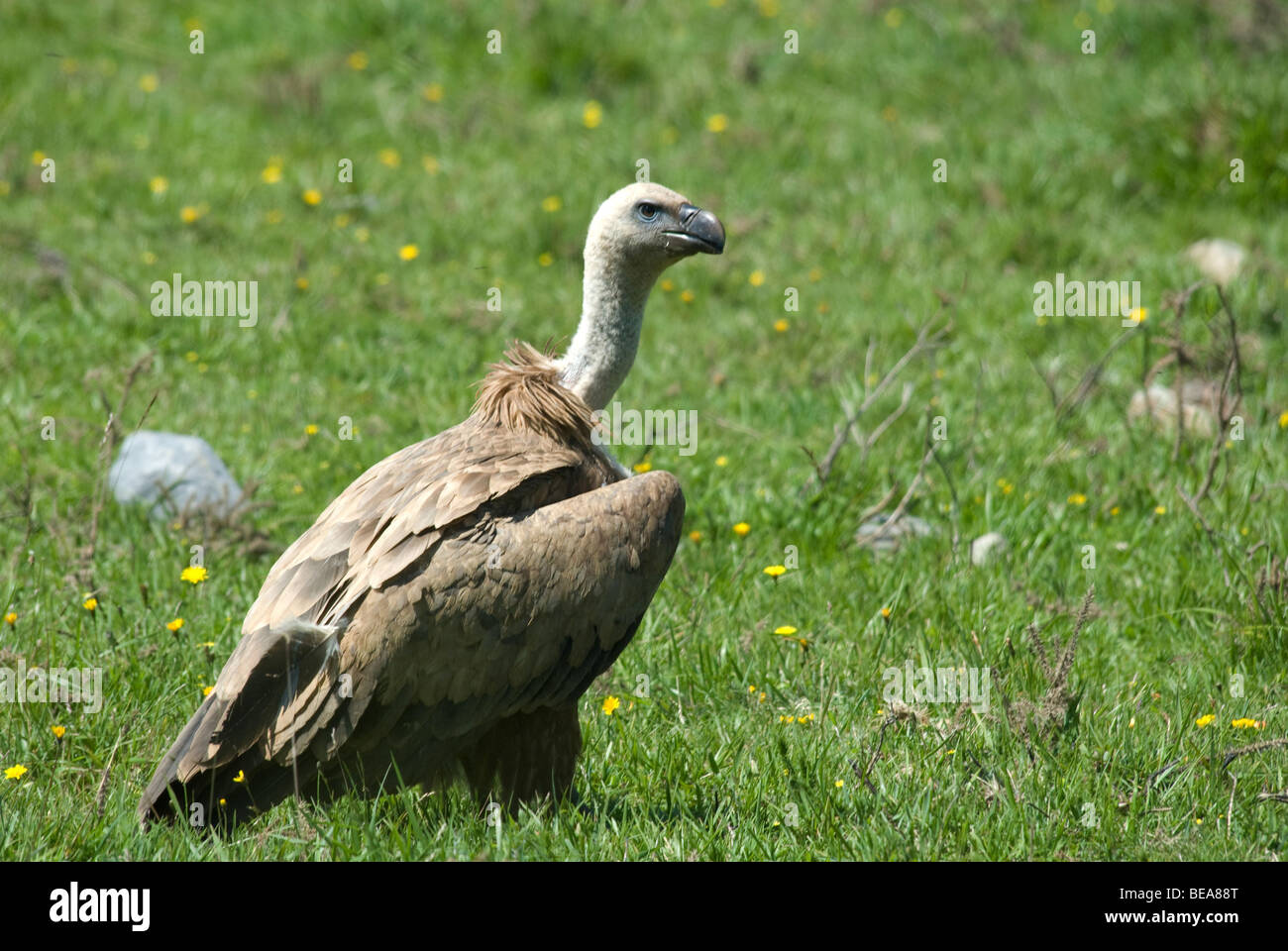 Avvoltoio o Eurasian Grifone Foto Stock