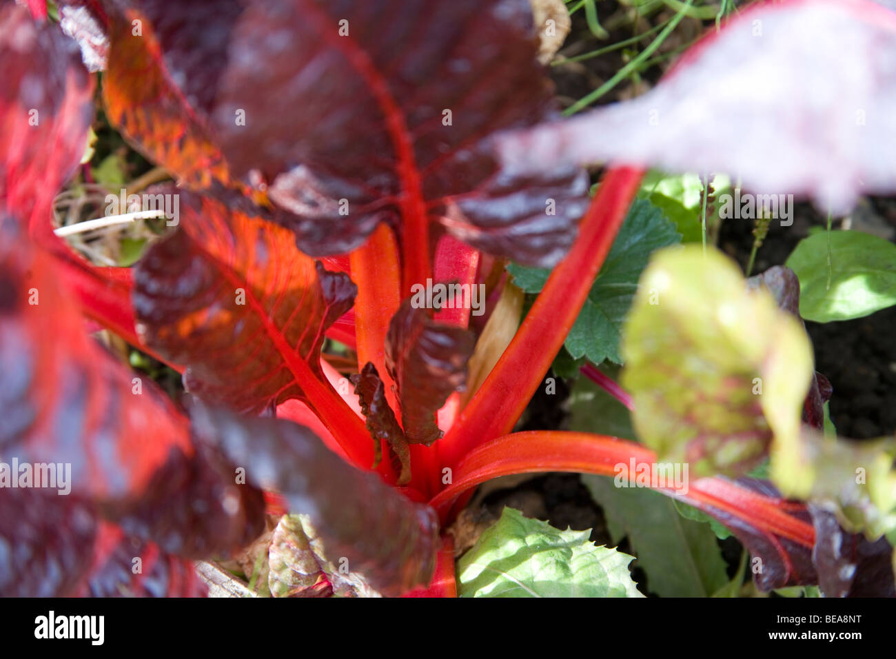 Bietola rossa crescente sul riparto Foto Stock