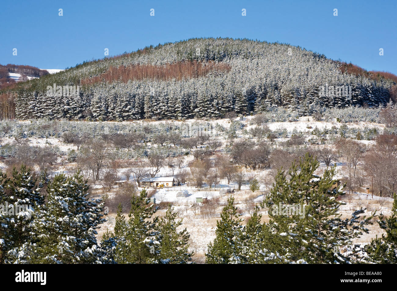 Snowy hill in montagna Vitosha. Foto Stock