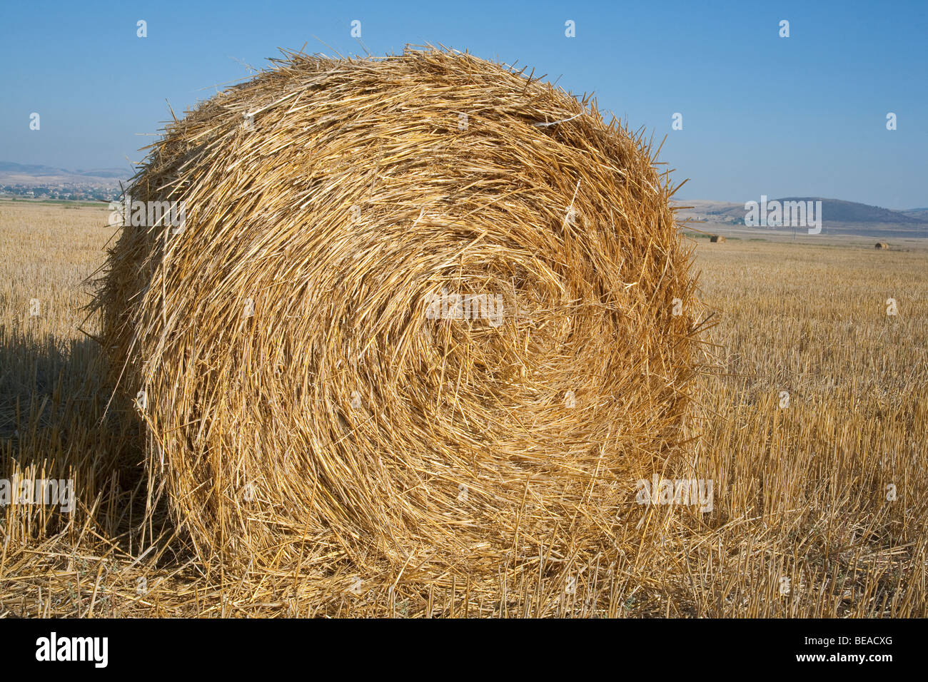 Balla di fieno aperta immagini e fotografie stock ad alta risoluzione