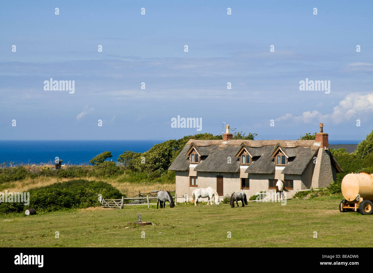Dh SARK SARK ISOLA Paese cottage con tetto in paglia e cavallo in campo rurale Foto Stock