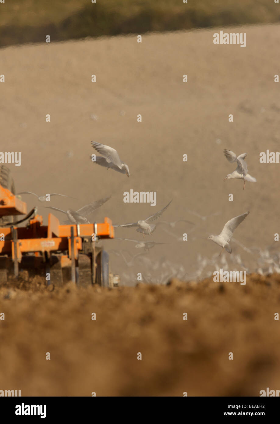 Gli uccelli a seguito di lavoro del trattore Foto Stock