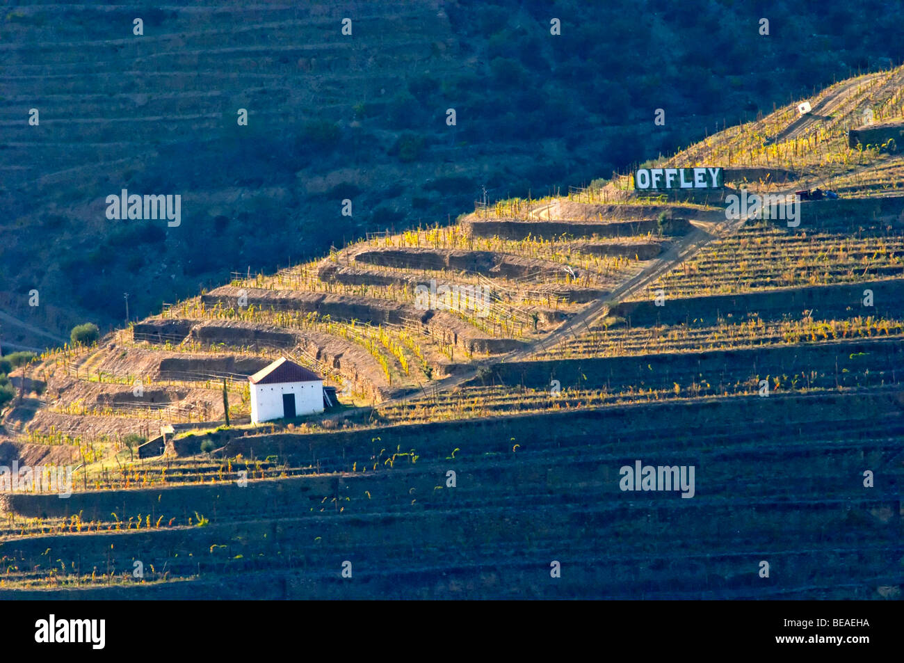 Vigneto hut offley segno Portogallo Douro Foto Stock