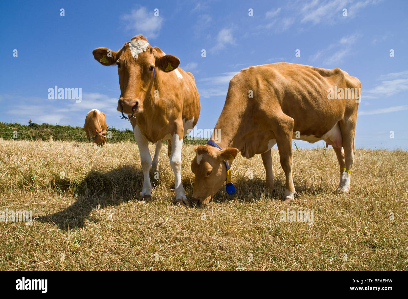 dh Guernsey latte mucche ANIMALE GUERNSEY in stubbled campo latte mungendo due bovini da campagna uk coppia di vacca Guernsey Foto Stock