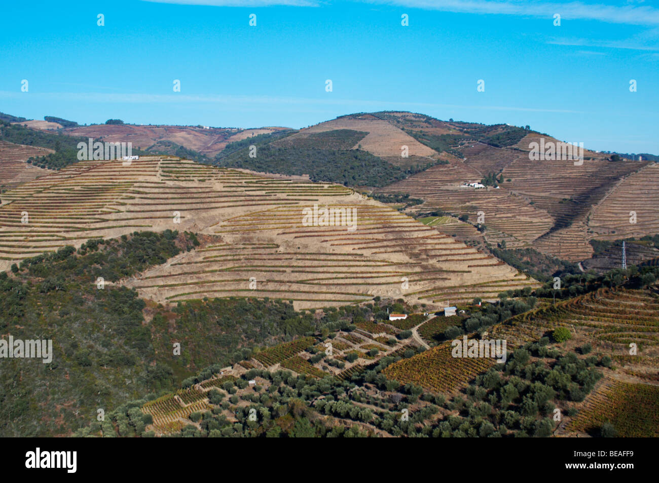 Vigneti vicino a vale de mendiz douro portogallo Foto Stock