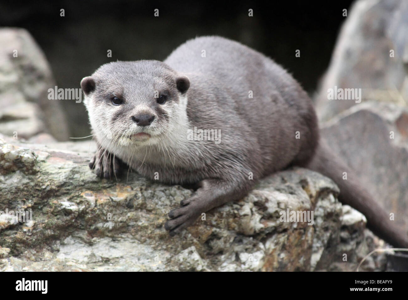 Oriental piccoli artigli Otter Aonyx cinerea prese a Martin mera WWT, LANCASHIRE REGNO UNITO Foto Stock