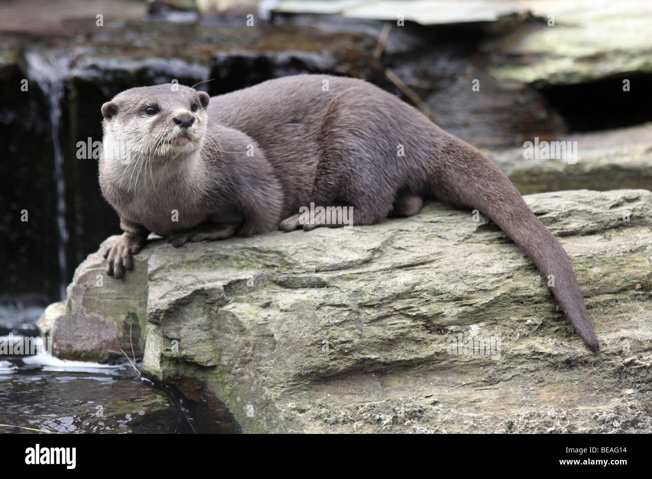Oriental piccoli artigli Otter Aonyx cinerea prese a Martin mera WWT, LANCASHIRE REGNO UNITO Foto Stock