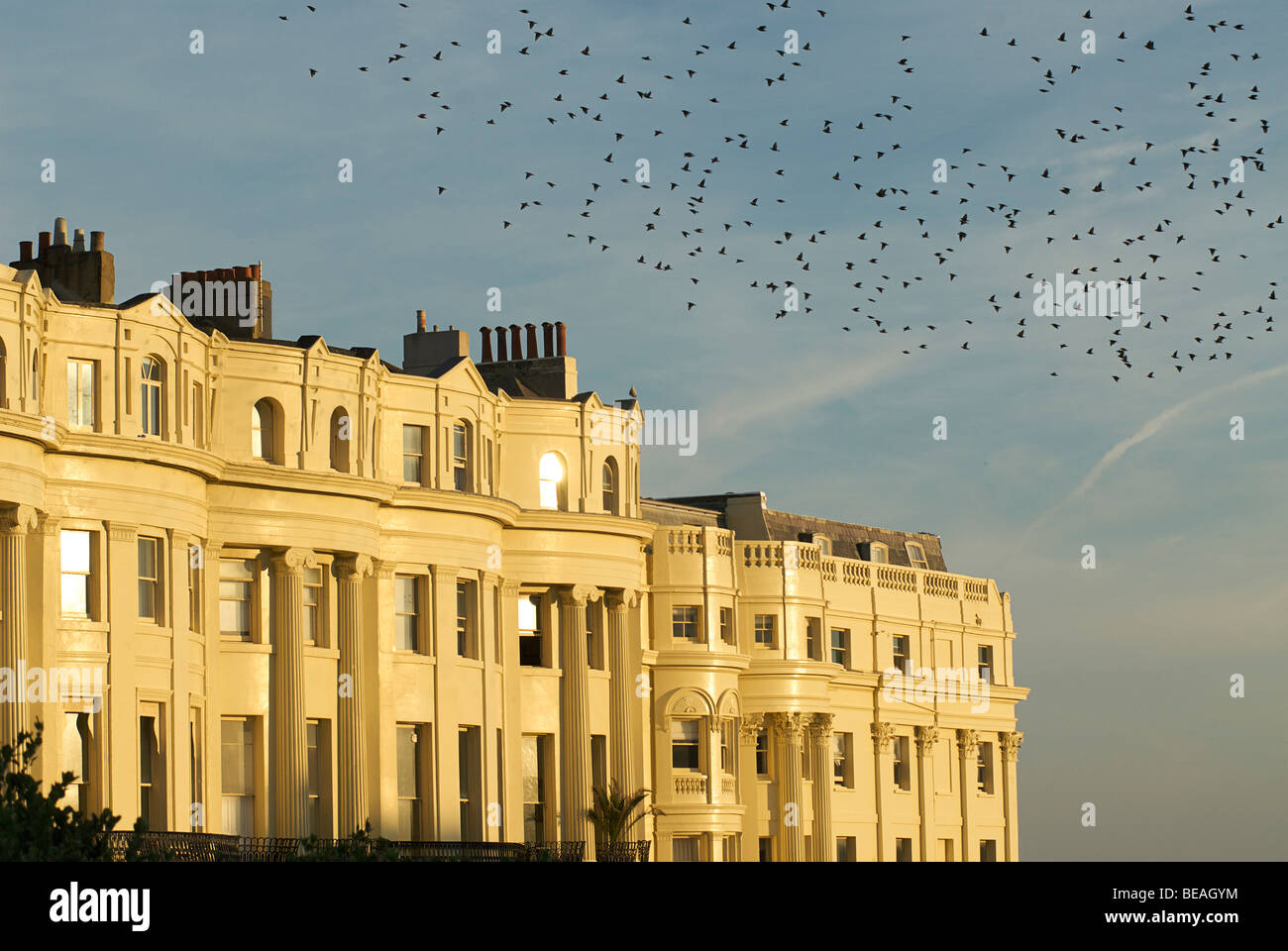 Per gli storni che volano sopra il grado 1 elencati di case a schiera di Brunswick Square, Hove, Brighton East Sussex, Inghilterra Foto Stock
