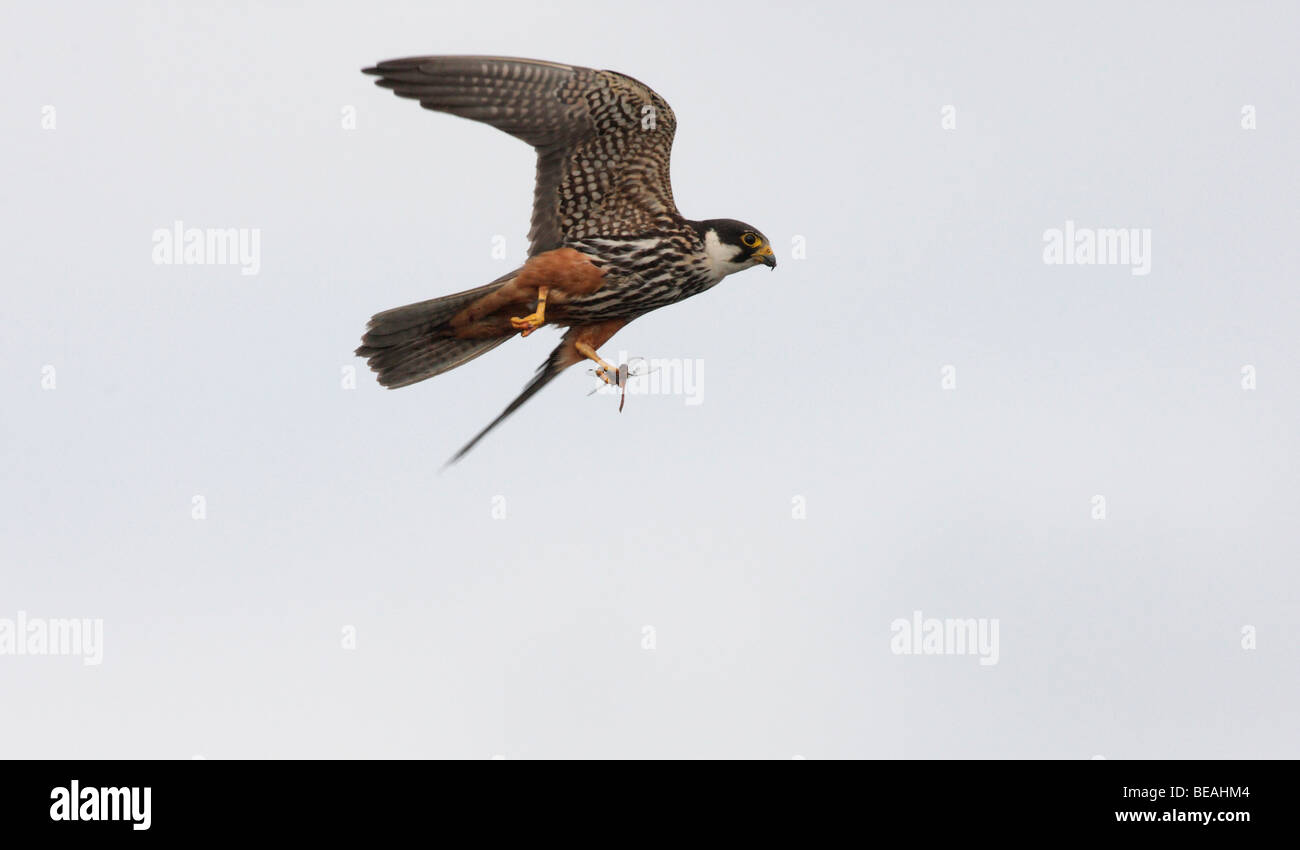 Hobby, Falco Subbuteo®, volo, Staffordshire, Settembre 2009 Foto Stock